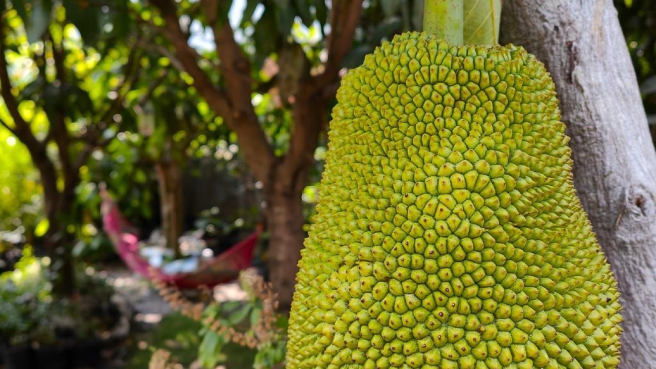 fruit