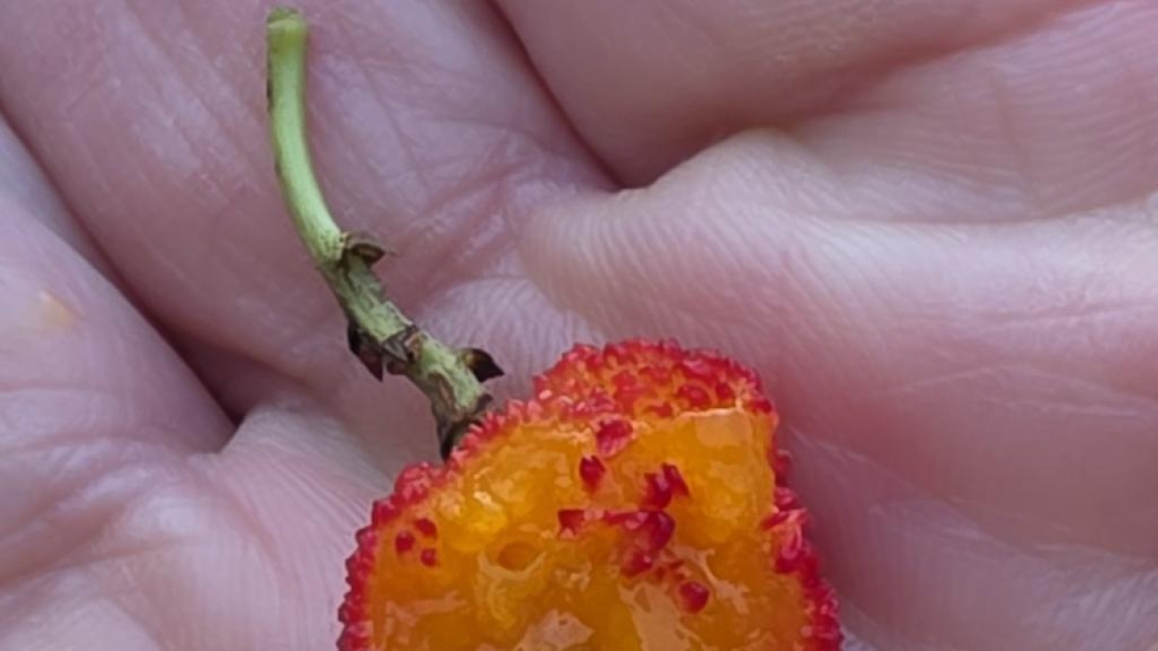 fruit